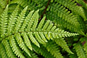 FROND OF FERN DRYOPTERIS AFFINIS