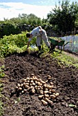 HARVESTING POTATOES AT DAGGS ALLOTMENTS, THORNBURY, BRISTOL. NGS OPEN DAY