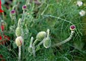 PAPAVER ORIENTALE FLOWER HEADS AND SEEDHEADS