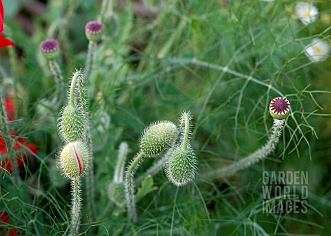 PAPAVER_ORIENTALE_FLOWER_HEADS_AND_SEEDHEADS