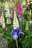 IRIS RETICULATA WITH LUPINS AND GLADIOLUS