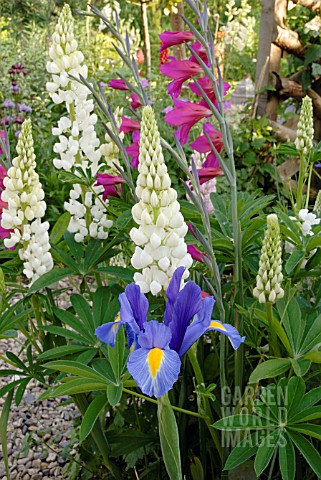 IRIS_RETICULATA_WITH_LUPINS_AND_GLADIOLUS