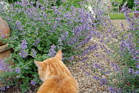 NEPETA_SIX_HILLS_GIANT_AND_GINGER_CAT