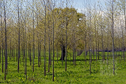 YOUNG_TREE_PLANTATION_WITH_MATURE_TREE_IN_MIDDLE