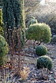 FROSTY GARDEN WITH BOX TOPIARY AND ECHINACEA SEEDHEADS