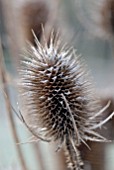 FROSTED DIPSACUS FULLONUM SEEDHEAD