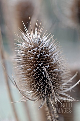 FROSTED_DIPSACUS_FULLONUM_SEEDHEAD