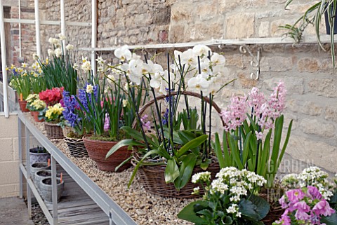 DISPLAY_OF_ORCHIDS_HYACINTHS_ETC_ON_STAGING_IN_GLASSHOUSE