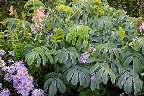 MELIANTHUS_MAJOR_WITH_ASTERS_AND_PENSTEMON_IN_AUTUMN_BORDER