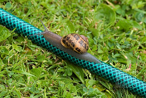 SNAIL_ON_HOSE_PIPE