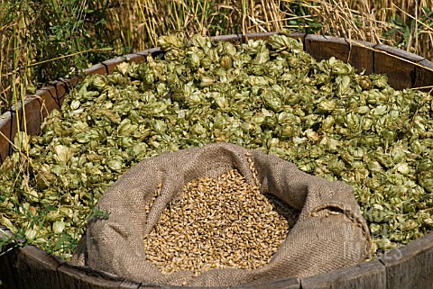 HOPS_AND_GRAIN