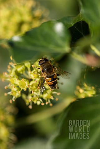 HOVERFLY_ON_HEDERA_FLOWER
