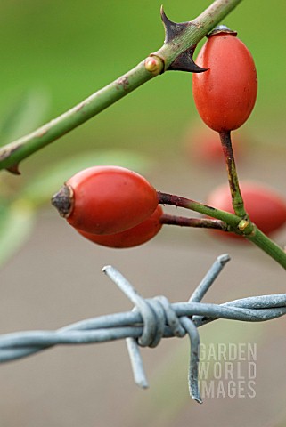 ROSE_HIP_BARB_AND_WIRE