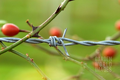 ROSE_HIP_BARB_AND_WIRE