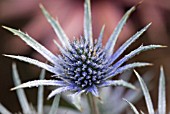 ERYNGIUM WITH MORNING DEW DROPS