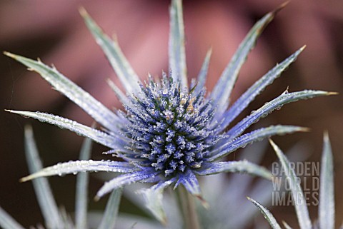 ERYNGIUM_WITH_MORNING_DEW_DROPS