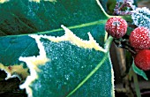 FROST ON VARIEGATED HOLLY