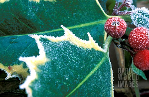 FROST_ON_VARIEGATED_HOLLY