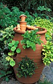 MIXED HERBS AND STRAWBERRY IN LARGE TERRACOTTA CONTAINER