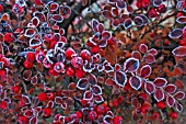 COTONEASTER HORIZONTALIS WITH FROST