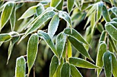 BAMBOO LEAVES WITH FROST