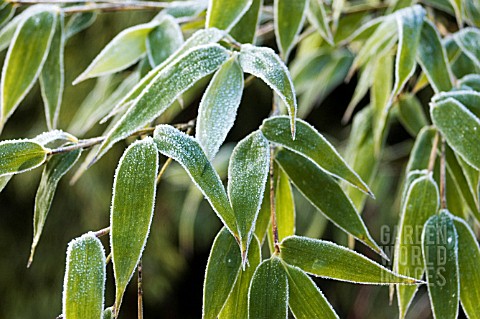 BAMBOO_LEAVES_WITH_FROST