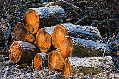 FRESHLY_CUT_LOGS_WITH_SNOW_DUSTING