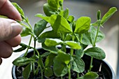 PINCH OUT TIPS OF SWEET PEA PLANTS
