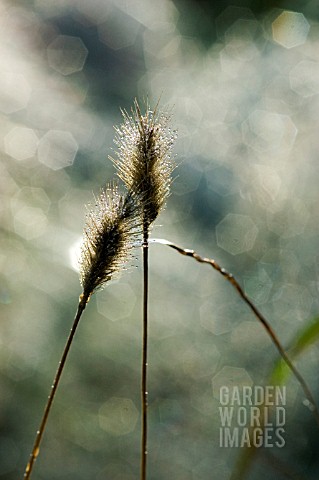 DEW_DROPS_ON_GRASSHEADS