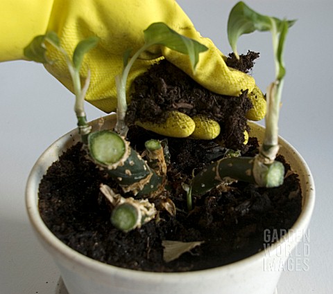TOP_DRESSING_DIEFFENBCHIA_AMOENA__WITH_COMPOST_AFTER_PRUNING