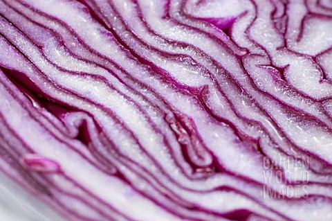 RED_CABBAGE