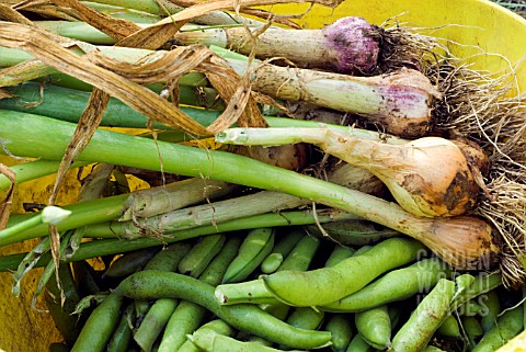 CROP_OF_ONIONS__GARLIC_AND_BROAD_BEANS