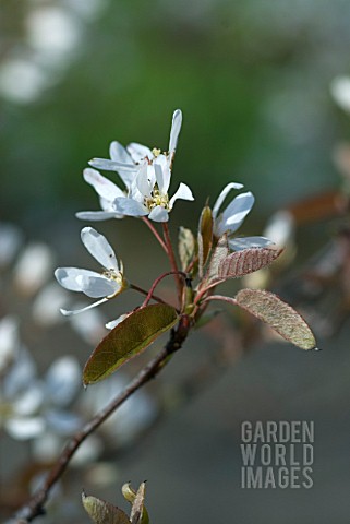 YOUNG_SHOOT_OF_AMELANCHIER_LAEVIS