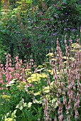 LATE SUMMER MIXED HERBACEOUS BORDER