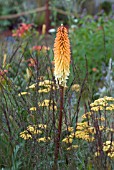 MIXED SUMMER PLANTING WITH GRASS, ACHILLEA AND KNIPHOFIA