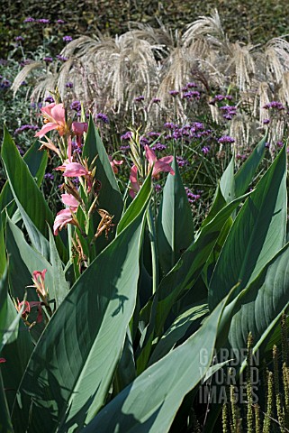 TALL_BORDER_PLANTING_WITH_VERBENA_CANNA_AND_MISCANTHUS