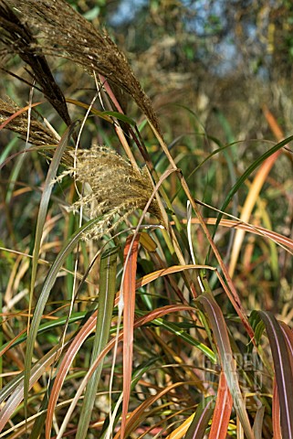 MISCANTHUS_SHOWING_AUTUMN_SHADES
