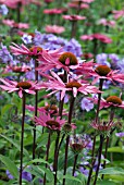 ECHINACEA WITH PHLOX IN SUMMER BORDER