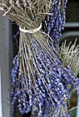 CUT LAVENDER HUNG TO DRY