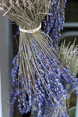 CUT_LAVENDER_HUNG_TO_DRY