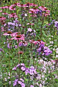 PHLOX AND ECHINACEA IN MIXED PERENNIAL PLANTING