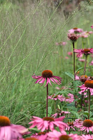 FEATHERY_GRASSES_AND_ECHINACEA