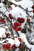 MALUS RED SENTINEL BERRIES AFTER SNOW FALL