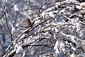 SONG THRUSH IN SNOWY GARDEN TREE