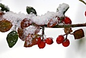 SNOW ON COTONEASTER