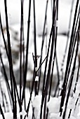 BLACK STEMS OF CORNUS ALBA KESSELRINGII IN SNOW