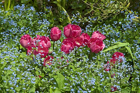 DEEP_RED_TULIPS_PLANTED_WITH_BRUNNERA