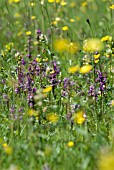 BREEZY SPRING MEADOW WITH ORCHIDS