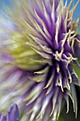 CLOSE UP OF CLEMATIS FLOWER