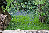 HYACINTHOIDES NON SCRIPTA,  BLUEBELLS AND LOGS,  MAY